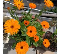 Semi di calendula officinalis, Semi di biologici esotici Le da giardino sono resistenti Le da giardino 600pcs