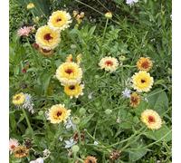 Semi di calendula officinalis, Semi di biologici resistenti all'inverno per balconi per giardinieri resistenti 200pcs