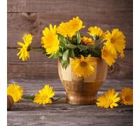 semi di Calendula officinalis - vaso primaverili vaso decorazioni giardino esterni di al coperto decorazione ufficio 150pcs