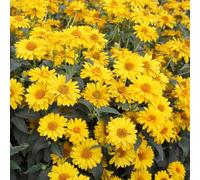 semi di Calendula officinalis - vaso semi di vaso tetti verdi resistente estivi giardino decorazione 150pcs