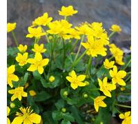 semi di calendula palustre da stagno - decorazione appartamento balcone giardino biologici resistenti 250pcs