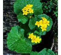 semi di calendula palustre da stagno - selvatici interno biologici giardino decorative balcone resistenti 550pcs