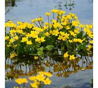Semi di calendula palustre, per giardino di Caltha palustris, semi di medicinali semi di tappezzante resistenti esotici 30pcs