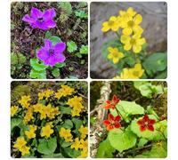 Semi di calendula palustre, prodotti sostenibili Caltha palustris, per giardino selvatiche semi di medicinali da giardino roccioso 250pcs