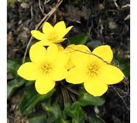 semi di calendula palustre-resistenti in vaso,to colorato tappezzante,decorazione da giardino per esterni 200pcs