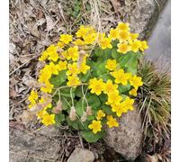 semi di calendula palustre-resistenti per il giardino,colorate decorazione per ufficio,lungo periodo di per un tappezzante 250pcs