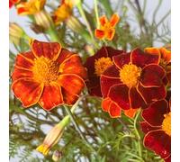 semi di calendula per giardinieri di rari decorazioni giardino per esterni i luoghi soleggiati esotiche balcone semi come bomboniera 650pcs