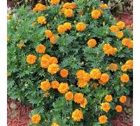 Semi di calendula - per giardinieri semi di come bomboniera resistenti resistenti per giardini rocciosi esotico da balcone 350pcs