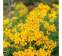 semi di calendula per i luoghi soleggiati resistenti per giardini rocciosi vecchie varietà di primaverili copertura del terreno semi selvatici 600pcs