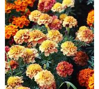 semi di calendula perenne, biologici balcone rare resistenti copertura del terreno, esotiche 600pcs