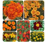 semi di calendula perenne, biologici da balcone rare Tagetes patula resistenti alla copertura del terreno esotiche 600pcs
