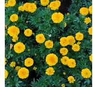 semi di calendula perenni, balcone per esterni, resistenti biologici, giardino roccioso, 100pcs