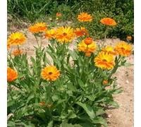 semi di calendula perenni - biologici balcone resistenti pieno sole 1500pcs