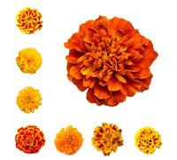 semi di calendula perenni, giardino resistenti, balcone biologici 200pcs