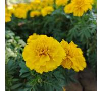 semi di calendula perenni, resistenti biologici, giardino Copertura del terreno 100pcs