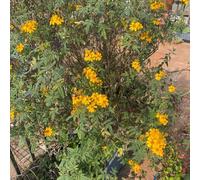 semi di calendula rampicanti interna serre balcone varietà antiche biologiche decorazioni giardino per esterni balcone in vaso arredamento del 100pcs