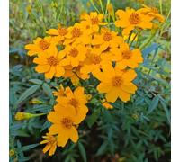 Semi di calendula - raro da balcone organico estivi farfalle per luoghi soleggiati resistenti per giardini rocciosi semi di come bomboniera 900pcs