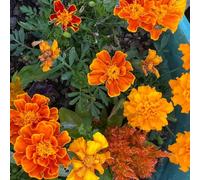 semi di calendula, raro Vecchie varietà resistenti d'appartamento esotico, Giardino roccioso resistente per il pieno sole, in vaso serre 300pcs