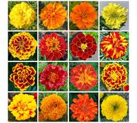 Semi di calendula, resistente al freddo - biologici da balcone, Tagete da giardino decorazione 1200pcs