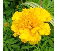 Semi di calendula, resistente al freddo - biologici da balcone, Tagete, giardino roccioso, aiuola rialzata 450pcs