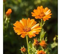 semi di calendula, resistente esterno biologici decorazione del giardino 1500pcs