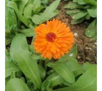 semi di calendula, resistenti biologici decorazione del giardino 300pcs