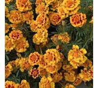 semi di calendula resistenti per giardini rocciosi di farfalla biologico resistenti rari esotiche balcone copertura del 750pcs