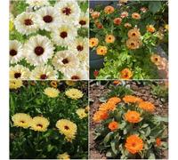 semi di calendula semi di copertura del suolo resistenti, calendula per balcone in banchi elevati primavera balcone resistenti meraviglia, 250pcs