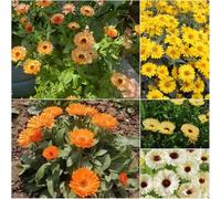 semi di calendula semi di esotica balcone resistenti meraviglia, calendula selvatica per balcone in banchi elevati 550pcs