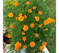 semi di calendula semi di selvatici resistenti per giardini rocciosi per i luoghi soleggiati antiche varietà primaverili copertura del terreno esotici estivi 200pcs