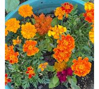 Semi di calendula, semi di serre da balcone per luoghi soleggiati semi di farfalle resistenti per il giardino esotiche 200pcs