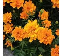 semi di calendula, semi di Tagetes patula semi di da giardino resistenti selvatici resistenti biologici 550pcs