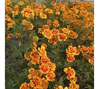 semi di calendula - serre balcone Tagetes patula decorazioni giardino per esterni in vaso recisi resistenti, adatte al pieno sole, 600pcs