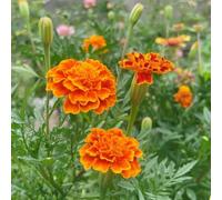 semi di calendula - varietà antiche biologiche Aiuole rialzate per il giardino balcone tappezzante resistente resistenti, 100pcs