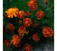 semi di calendula vecchie varietà di primaverili semi estivi per giardinieri come bomboniera resistenti resistenti per 400pcs