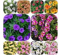 Semi di Calibrachoa - balcone, in vaso serre balcone resistenti per giardini rocciosi giardino semi di selvatici estivi biologici 2000pcs