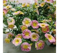 Semi di Calibrachoa - organico resistenti per giardini rocciosi da balcone esotico estivi semi di selvatici arredamento del soggiorno come 300pcs