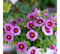 Semi di Calibrachoa - resistenti vecchie varietà di appartamento giardino per i luoghi soleggiati serre balcone rara copertura del 200pcs