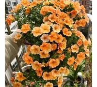 Semi di Calibrachoa - serre da balcone resistenti da balcone estivi semi di selvatici raro per gli amanti del giardino decorazione floreale 50pcs