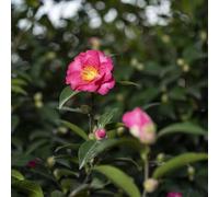 Semi di camelia - aiuole rialzate resistenti semi di per i luoghi soleggiati vecchie varietà resistenti per giardini rocciosi organico esotico 60pcs