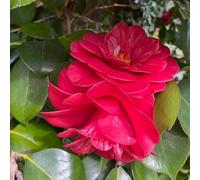 semi di camelia,decorazione del giardino campo per la esterna in resistenti all'esterno da 20pcs