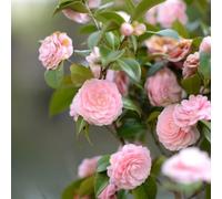 Semi di camelia - in vaso balcone giardino di resistenti per giardini rocciosi aiuole rialzate balcone organico esotico resistenti 35pcs