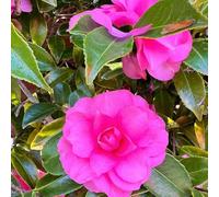 semi di camelia, in vaso estremamente resistenti all'ombra giardino d'appartamento rare recisi balcone estivi selvatici 120pcs