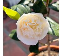 semi di camelia resistenti - aiuole rialzate per giardino, rocciose, sul balcone, 180pcs