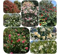 Semi di camelia - vecchie varietà aiuole rialzate resistenti per giardini rocciosi per i luoghi soleggiati semi di organico esotico in vaso balcone 130pcs