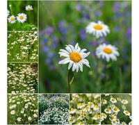 Semi di camomillaSemi romana - perenni primaverili semi per balconi resistenti al freddo per balconi organiche giardino 1000 pezzi