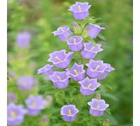 semi di campana - balcone con letti elevati semi di campana balcone resistenti resistenti perenne per coprire il suolo 650pcs