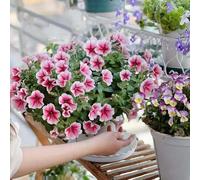 semi di campana magica bonsái balcone, resistente foglia perenne 800pcs