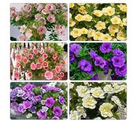 semi di campana magici recisi interno tappezzante resistente interna all'aperto balcone in vaso giardino roccioso giardino 800pcs