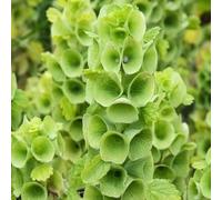 Semi di campane d'Irlanda, resistenti per il giardino rare decorazione soggiorno giardino, semi biologici verdi da appartamento esotiche 80pcs